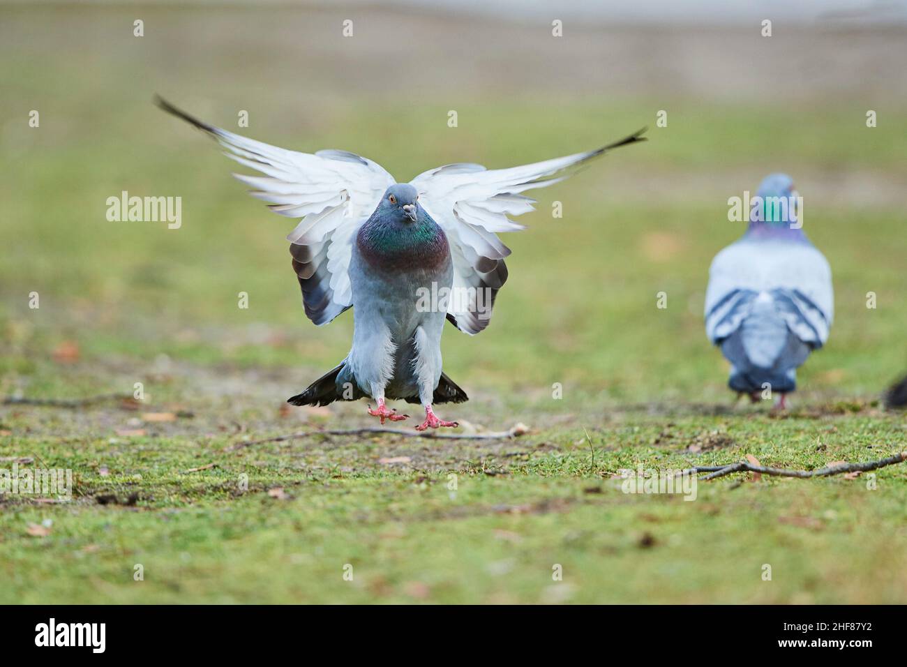 Feral pigeon or city pigeon (Columba livia domestica) lands in a meadow,  Bavaria,  Germany Stock Photo