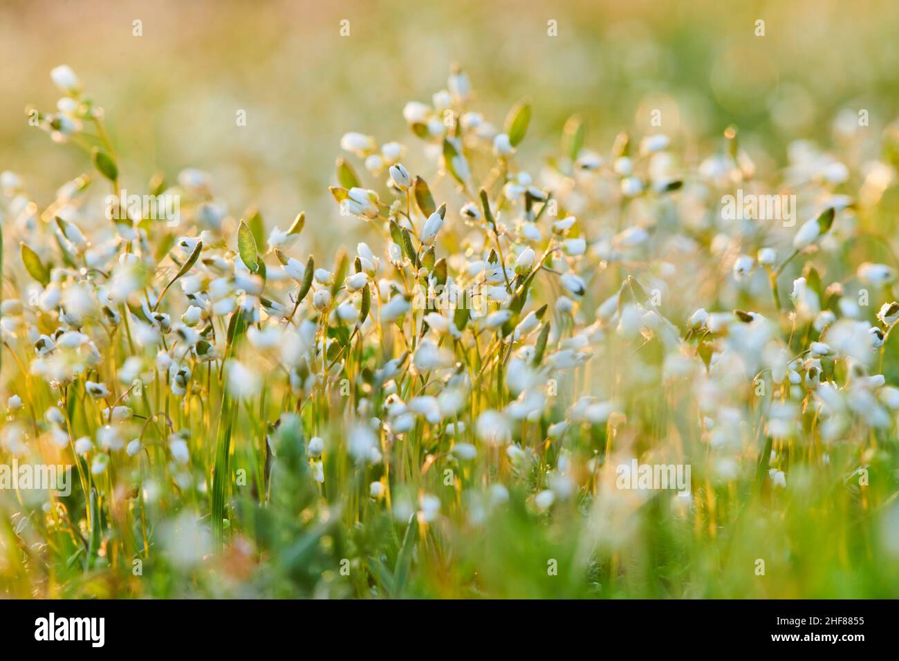 Spring Hungerblümchen (Draba verna),  Bavarian Forest,  Bavaria,  Germany Stock Photo