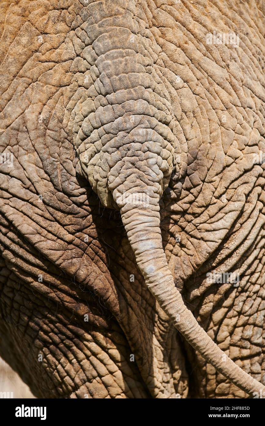 Asiatic elephant (Elephas maximus),  close-up Stock Photo