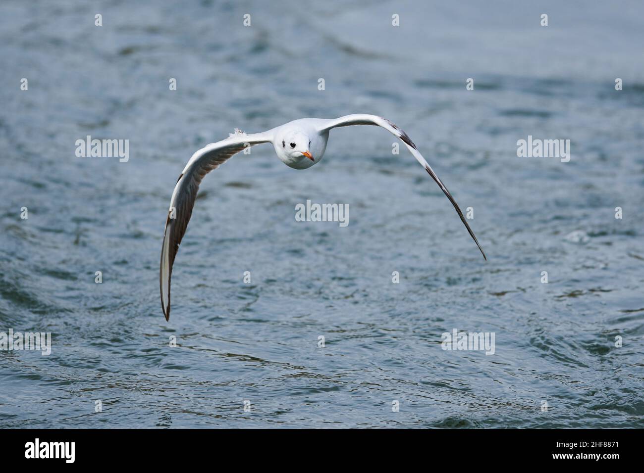 Black-headed gull (Chroicocephalus ridibundus) in flight,  Bavaria,  Germany Stock Photo