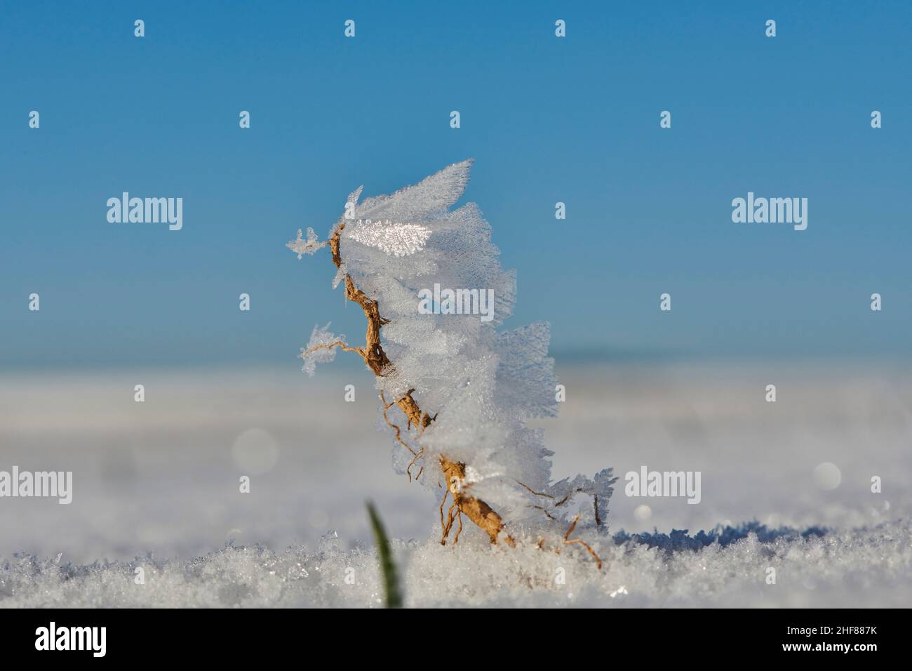 Ice crystals on plant remains,  Bavaria,  Germany Stock Photo