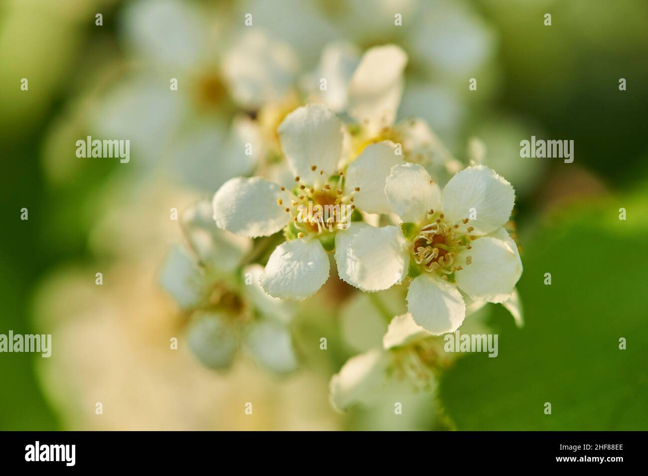 Common bird cherry,  common bird cherry or grape cherry (Prunus padus,  Padus avium),  blossoms,  Bavaria,  Germany,  Europe Stock Photo