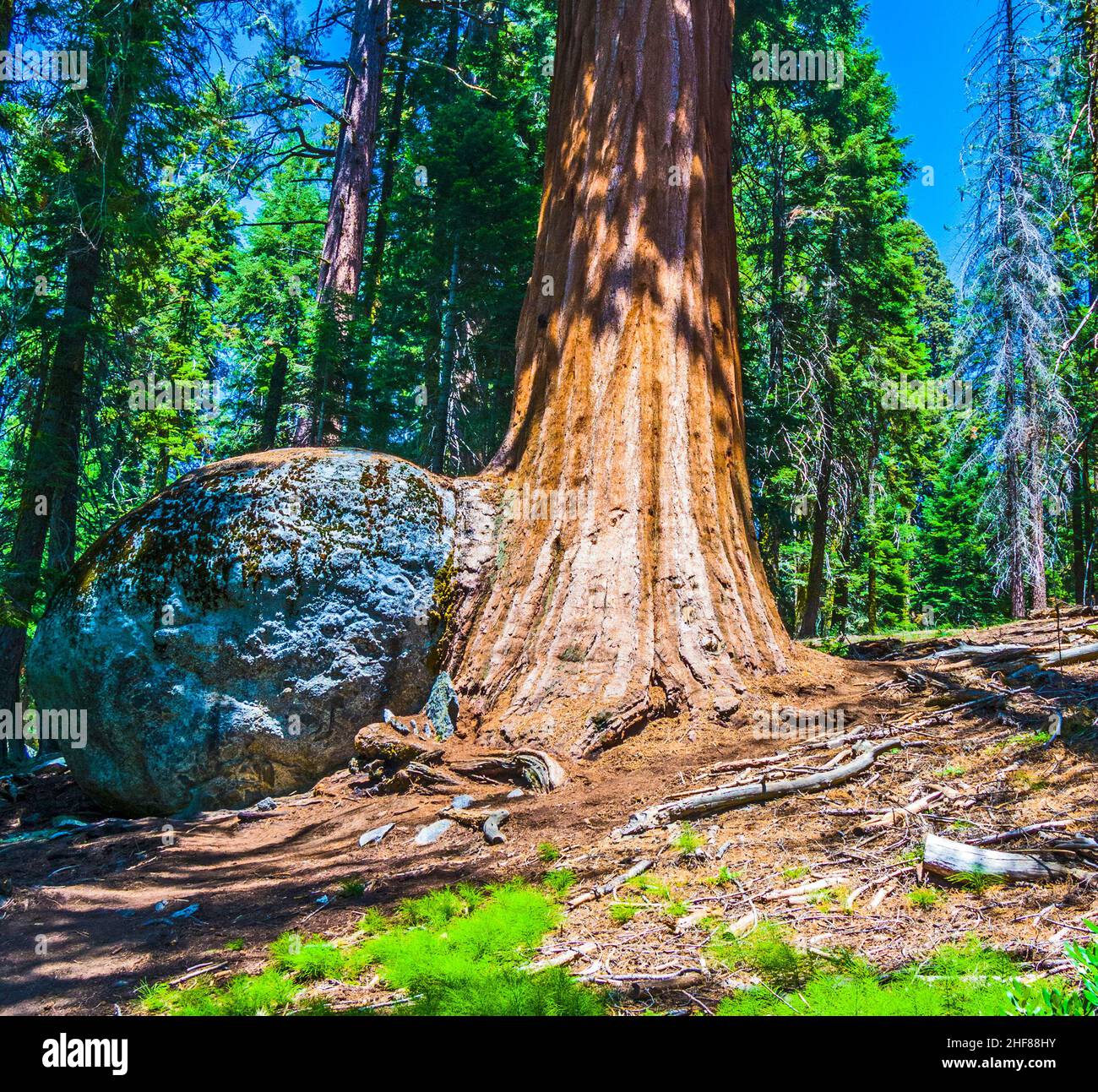 tall and big sequoias in beautiful sequoia national park Stock Photo Alamy