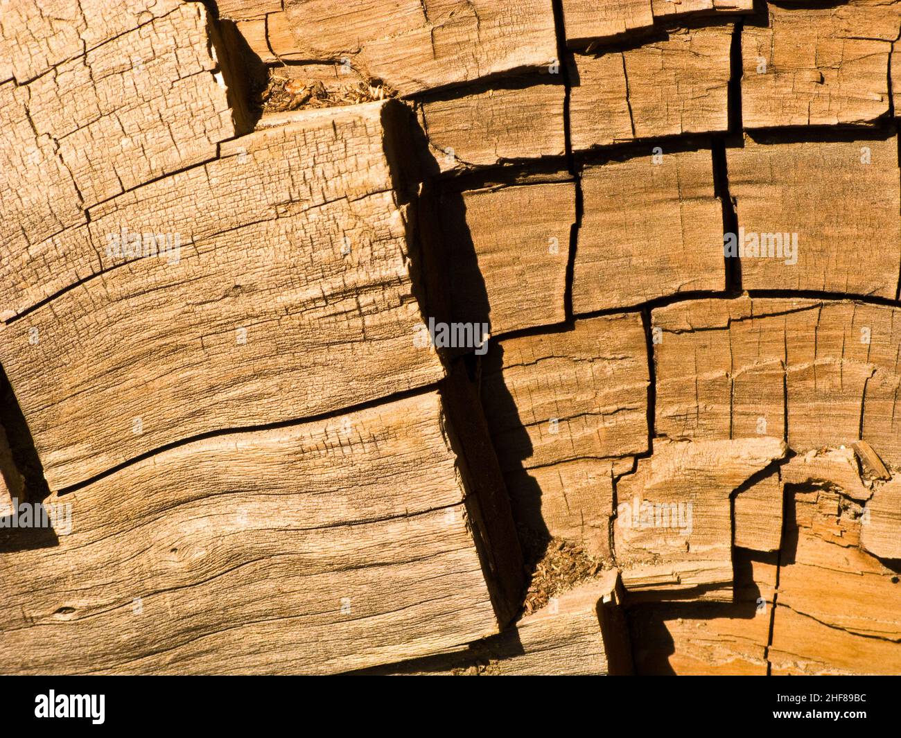 the famous big sequoia trees are standing in Sequoia National Park, Giant village area , big famous Sequoia trees, mammut trees Stock Photo