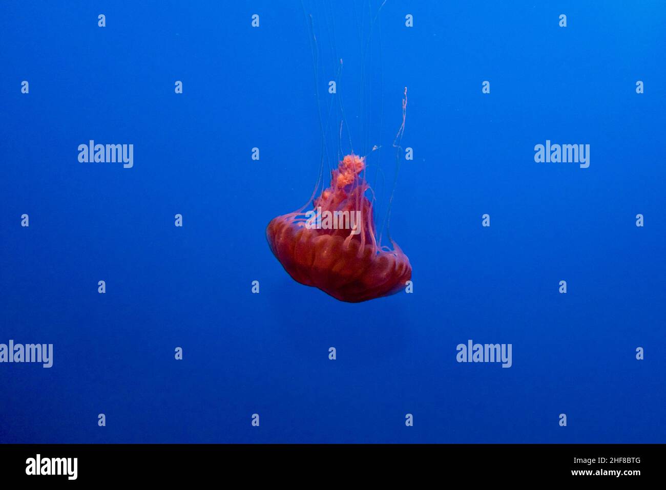 beautiful Jelly fishes with blue background Stock Photo - Alamy