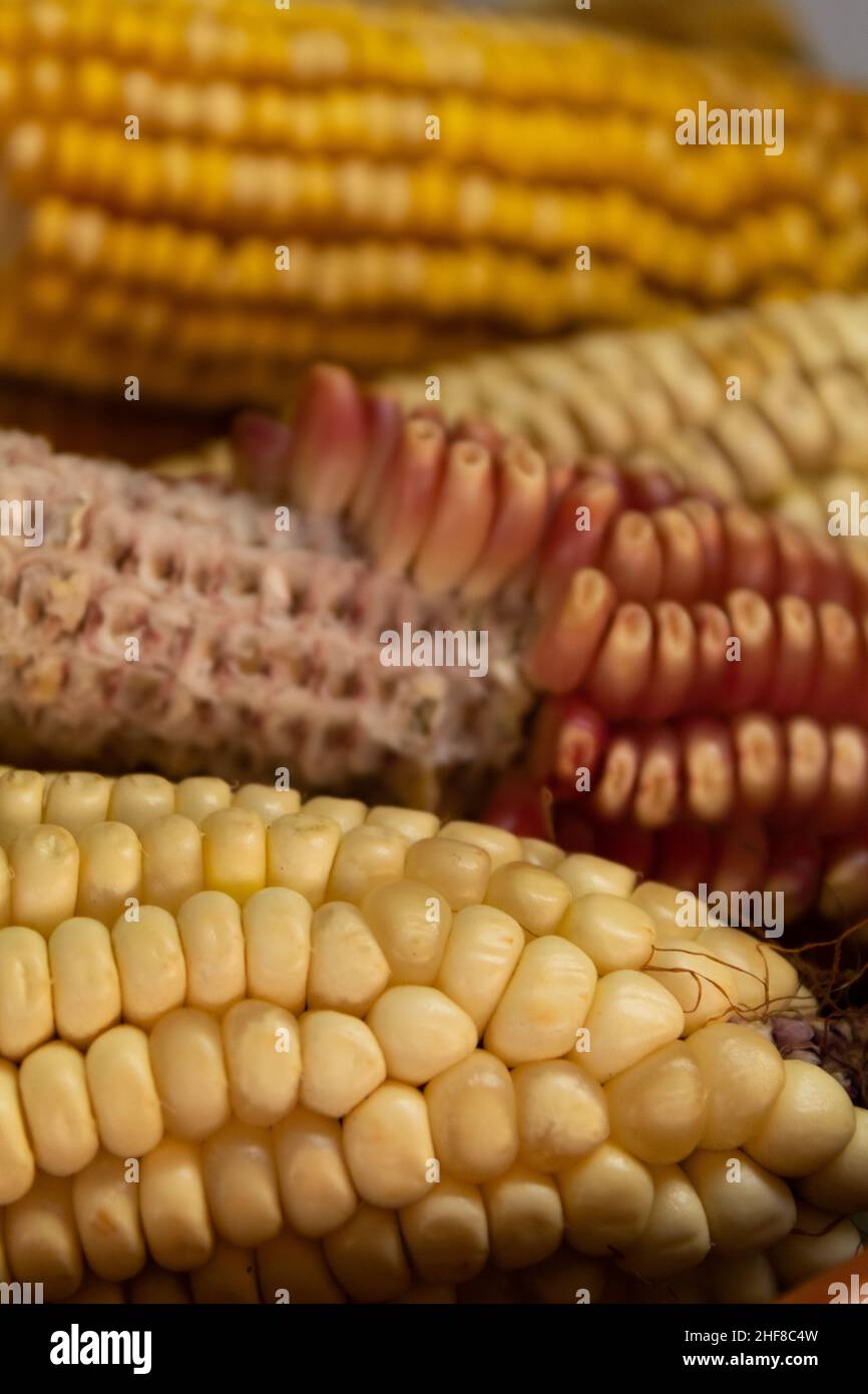 delicious organic mexican corn of many colors Stock Photo - Alamy
