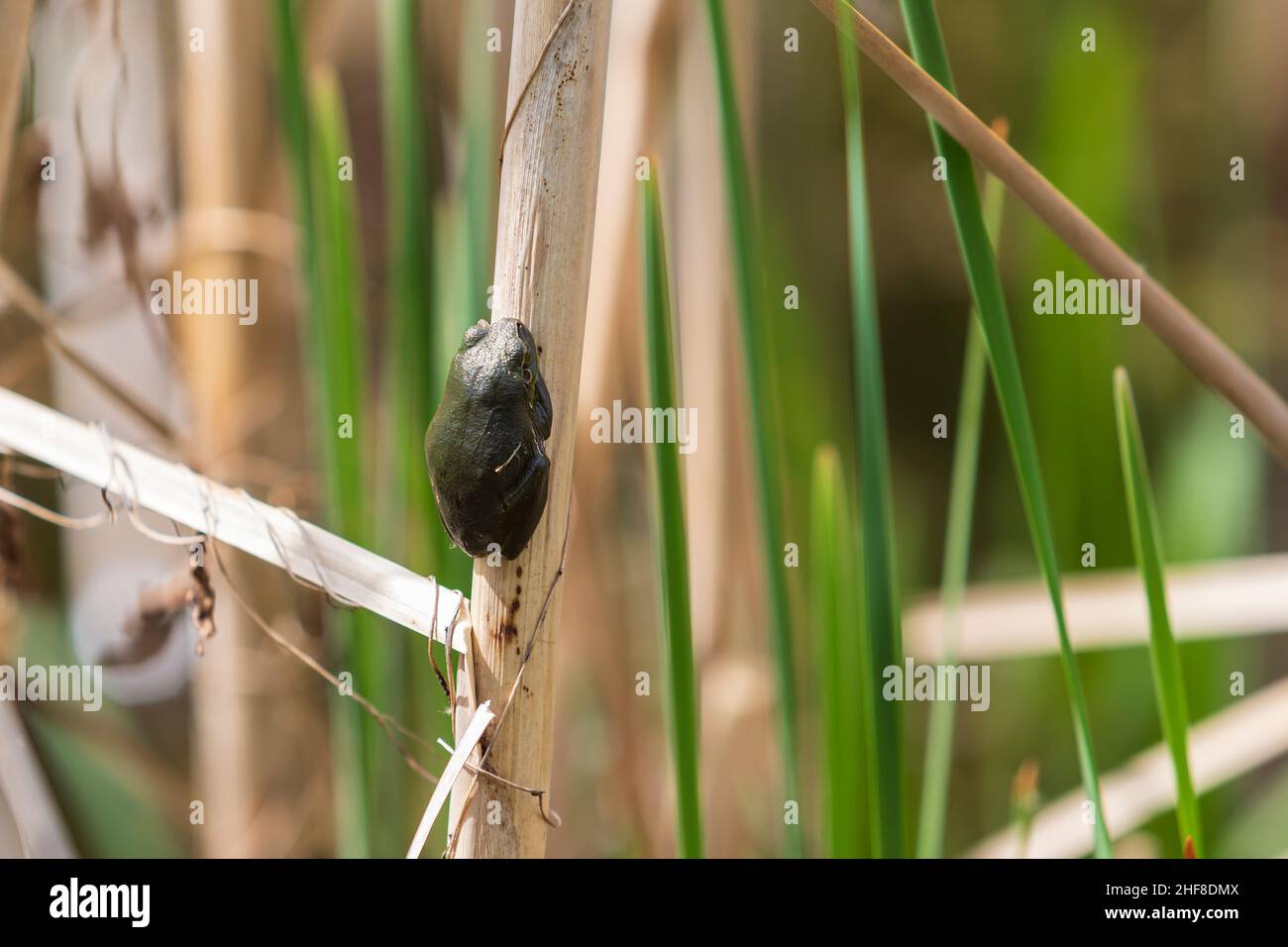 The green tree frog Hyla arborea sits on a reed in a pond in its