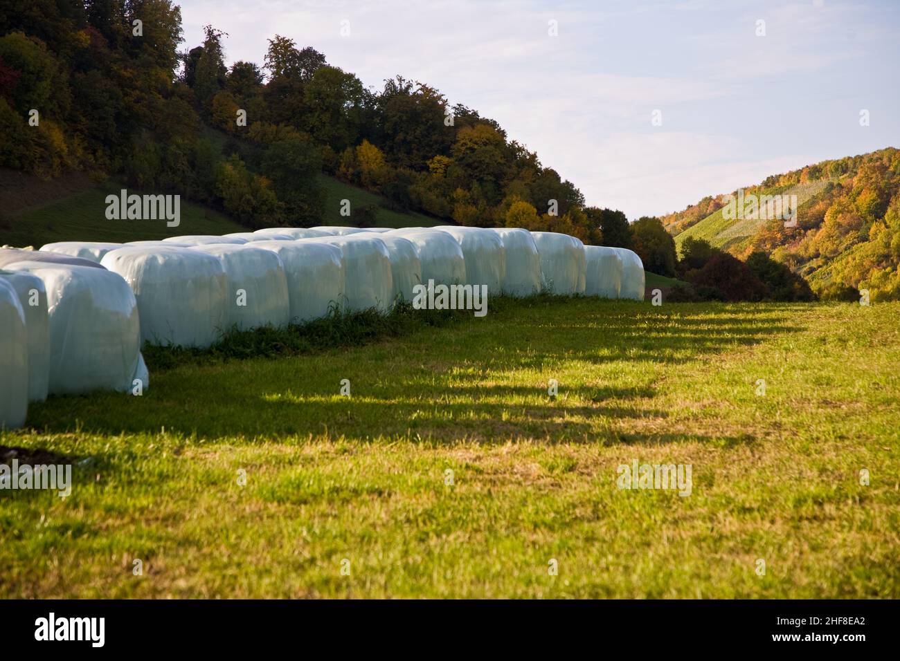 bale of straw in autumn in intensive colors Stock Photo - Alamy