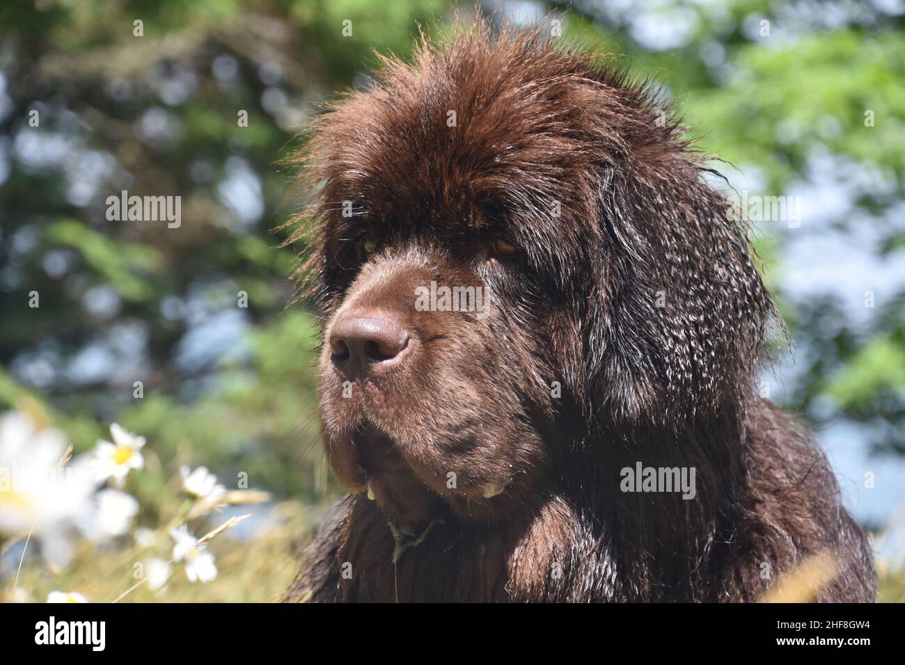 are newfoundlands cuddly