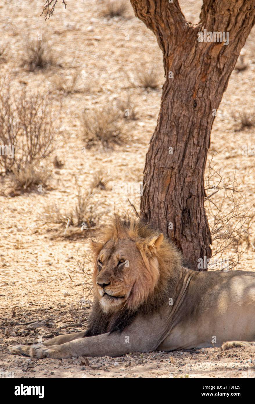black-maned-lion-in-the-kgalagadi-stock-photo-alamy