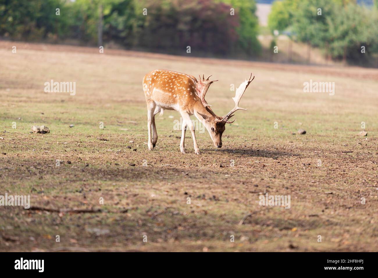 Fallow Deer - Dama dama grazes in a meadow. Stock Photo