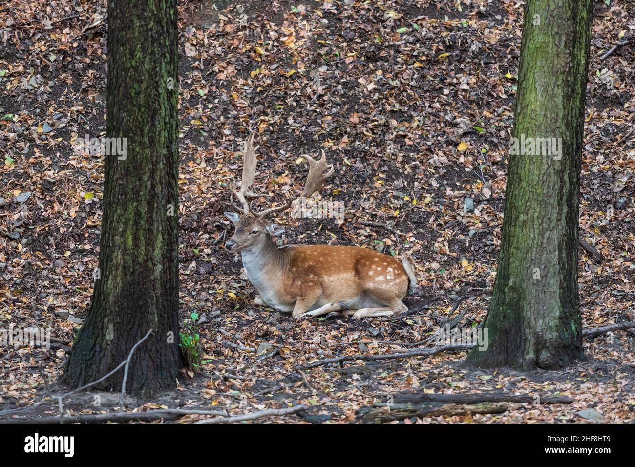 Fallow Deer - Dama dama lies on the ground in the leaves among the trees. Stock Photo