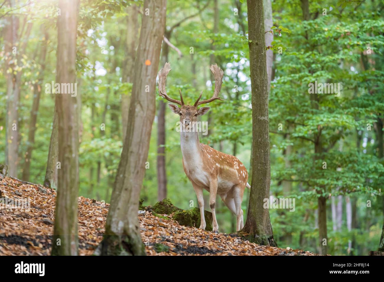 Fallow Deer - Dama dama stands among green trees. Wild foto. Stock Photo