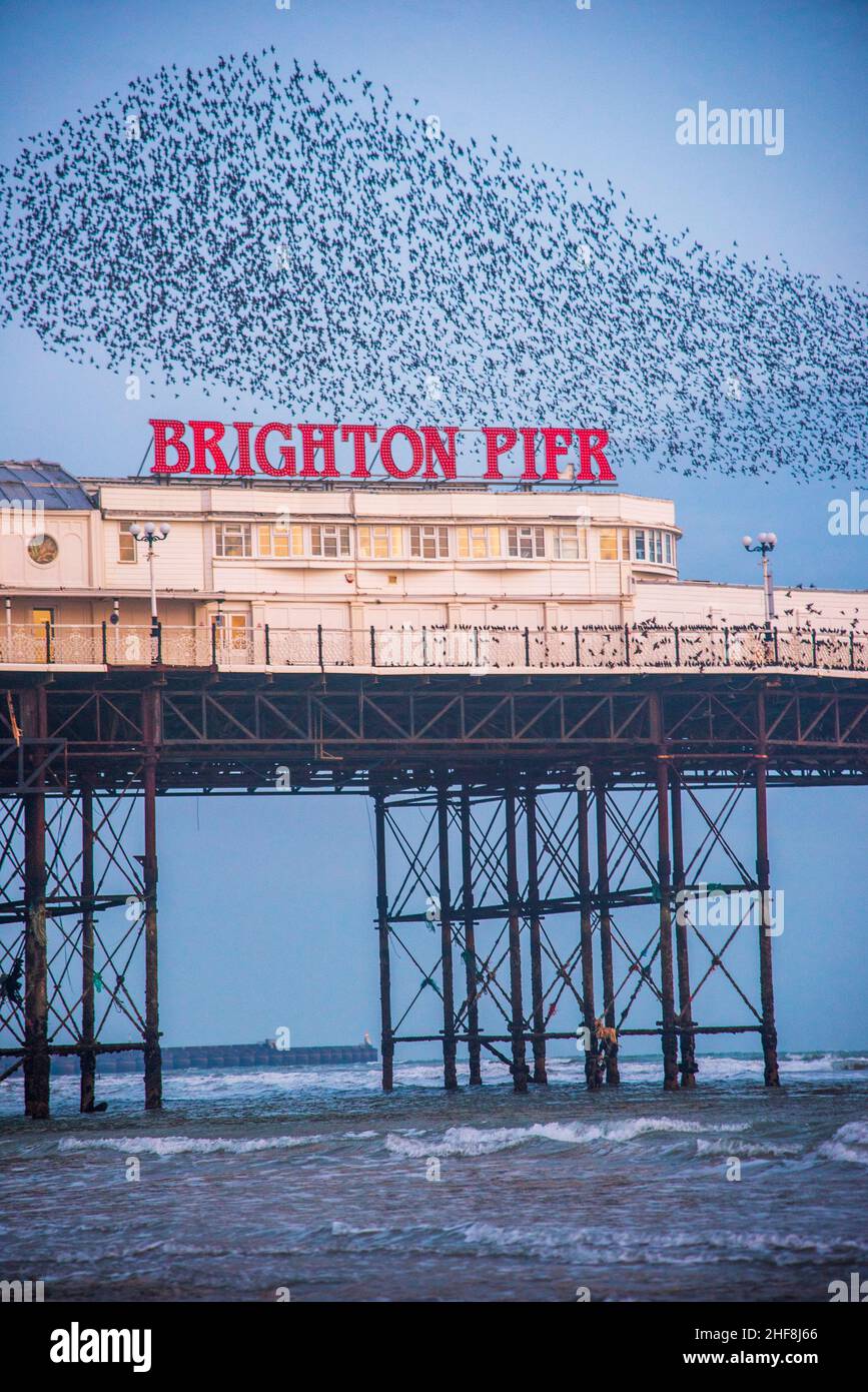 The Starling murmuration over Brighton Pier in early 2021 taken on an