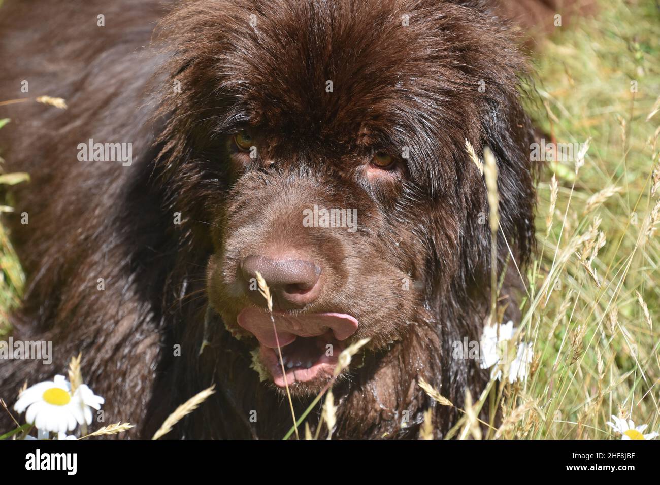 Dog licked chocolate discount