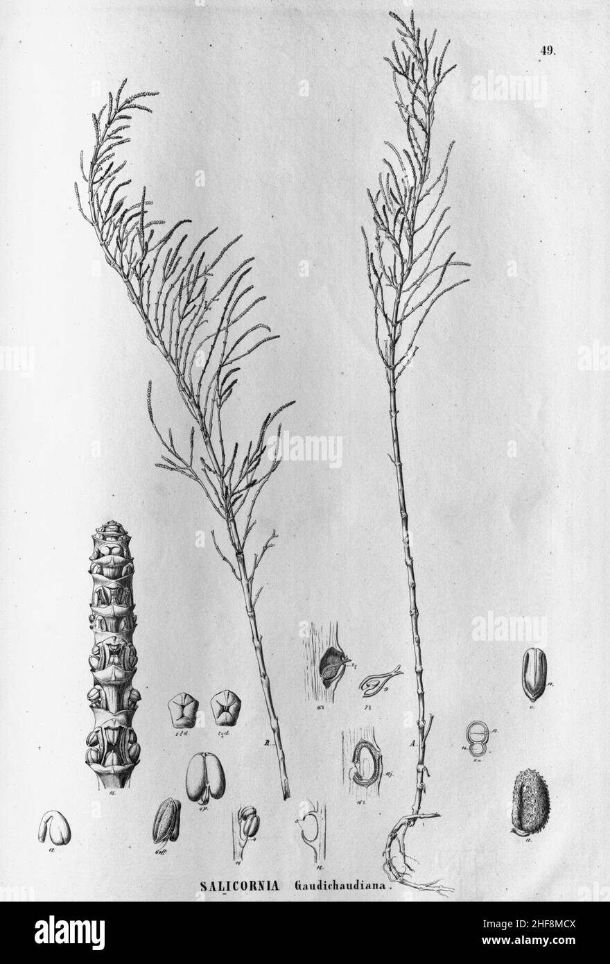 Sarcocornia ambigua as Salicornia gaudichaudiana. Stock Photo