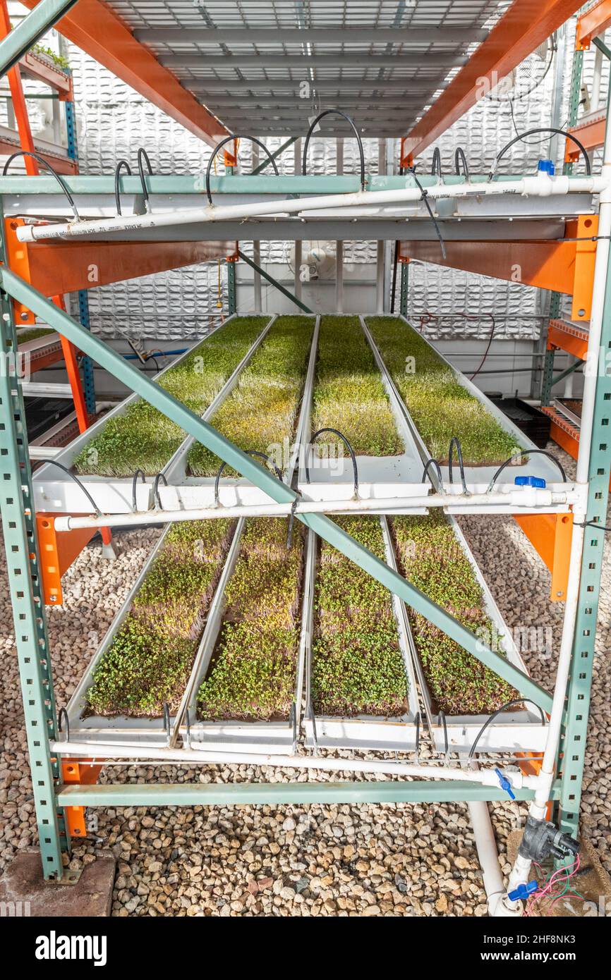 Bennett, Colorado - Emerald Gardens, an indoor farm, grows microgreens in a passive solar greenhouse. Microgreens, seedlings of vegetables and herbs, Stock Photo