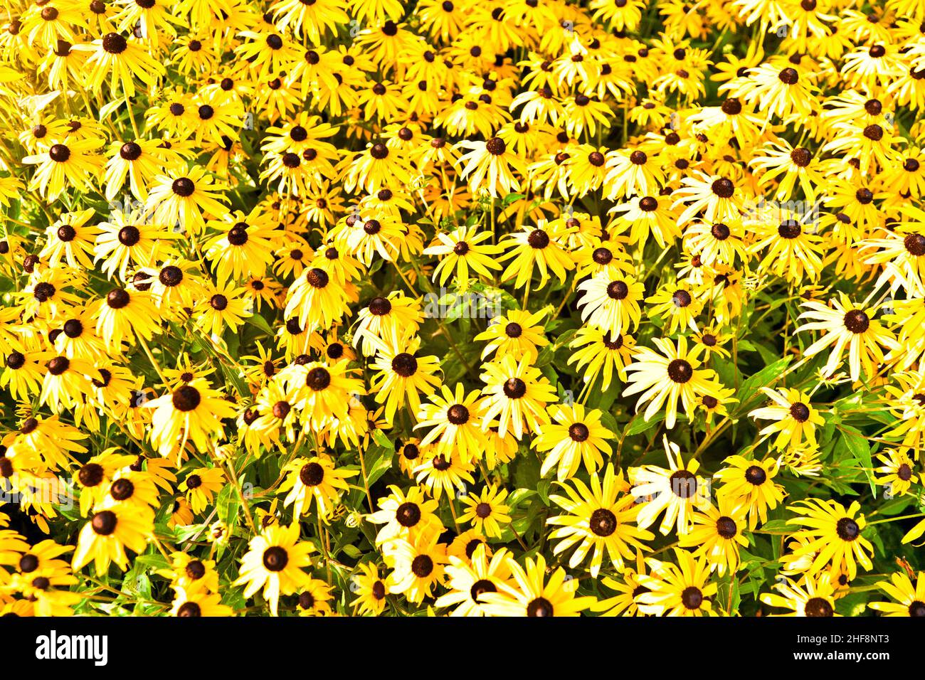 yellow cut leaved coneflower prospers in the bed Stock Photo