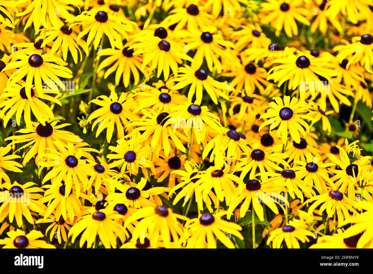 yellow cut leaved coneflower prospers in the bed Stock Photo