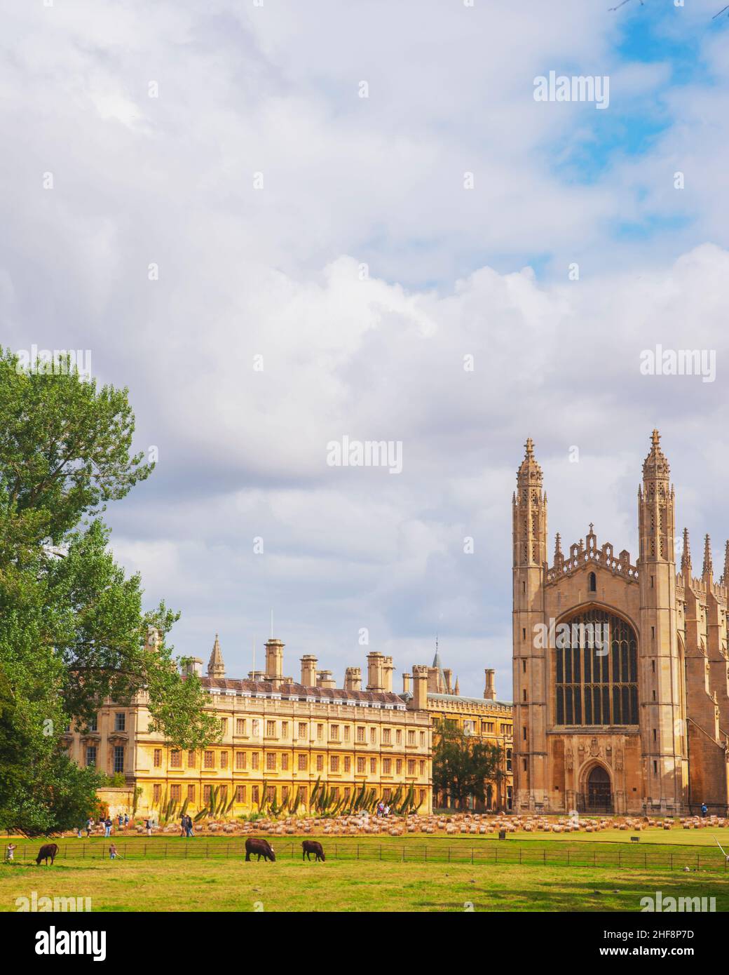 Kings College Cambridge, taken from the back of the college across the river Cam. You can see the University cows in the foreground. Stock Photo