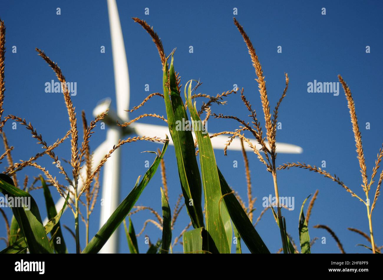 Sustainable energy in the Midwest. Wind turbine standing in a cornfield. Stock Photo