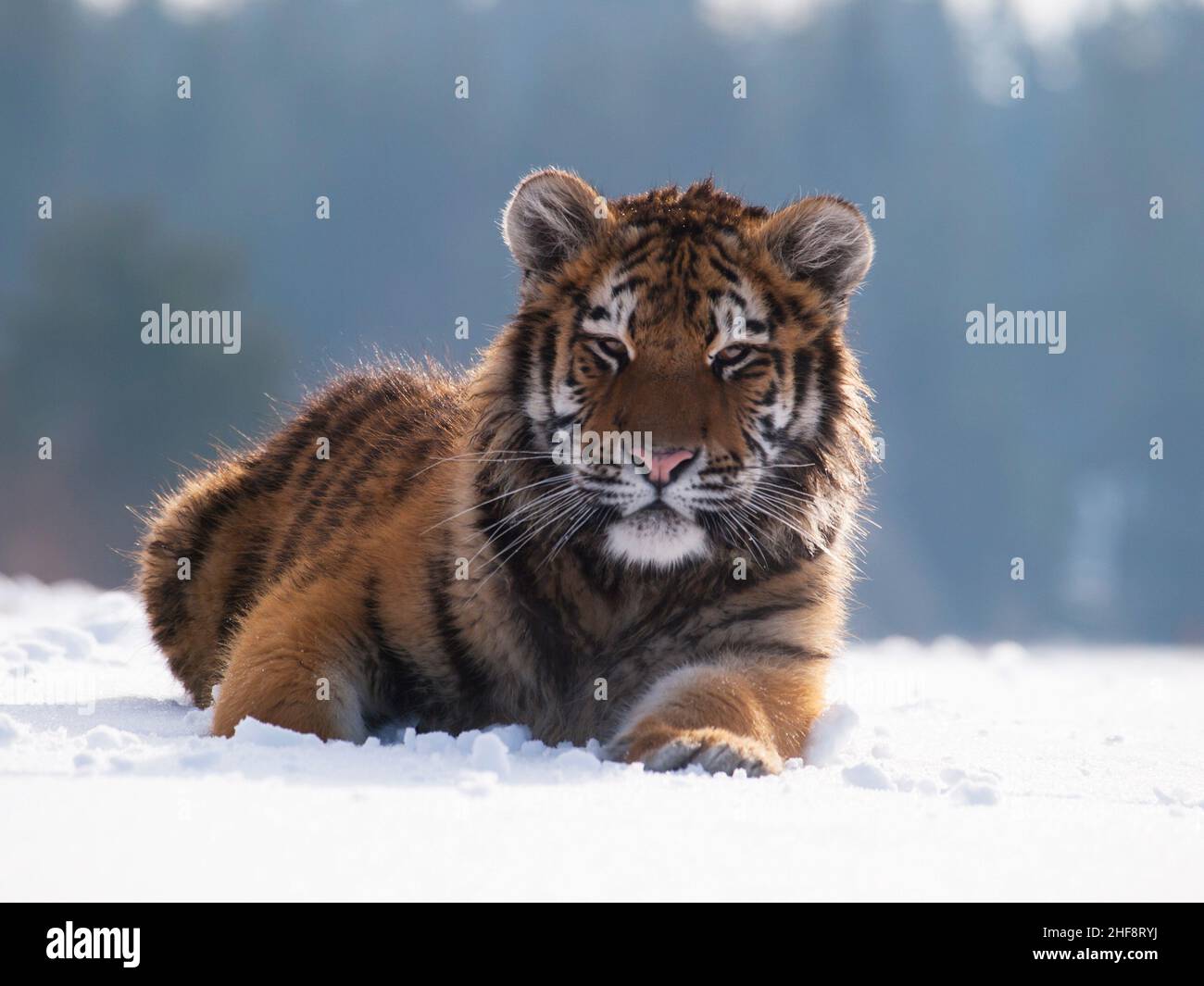 Siberian tiger, Panthera tigris altaica. Wildlife scene