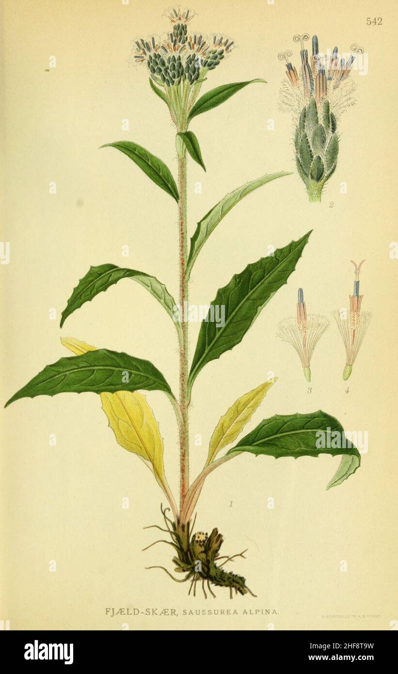 Saussurea alpina. Stock Photo