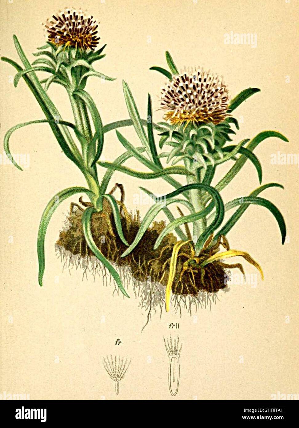 Saussurea pygmaea Atlas Alpenflora. Stock Photo