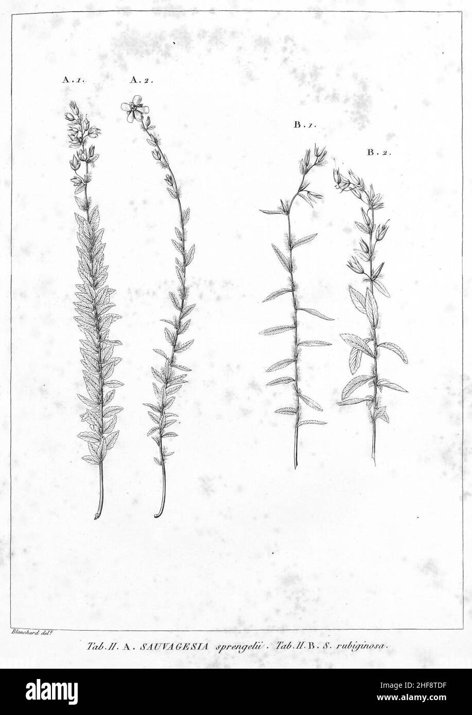 Sauvagesia sprengelii Sauvagesia rubiginosa HistPlRemarqBresil 2. Stock Photo