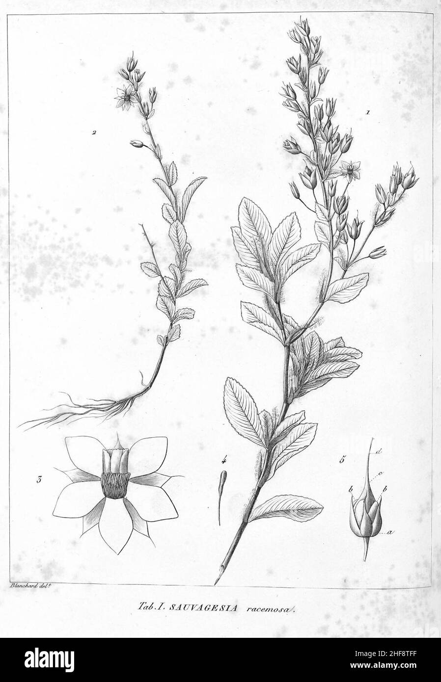 Sauvagesia racemosa HistPlRemarqBresil 01. Stock Photo
