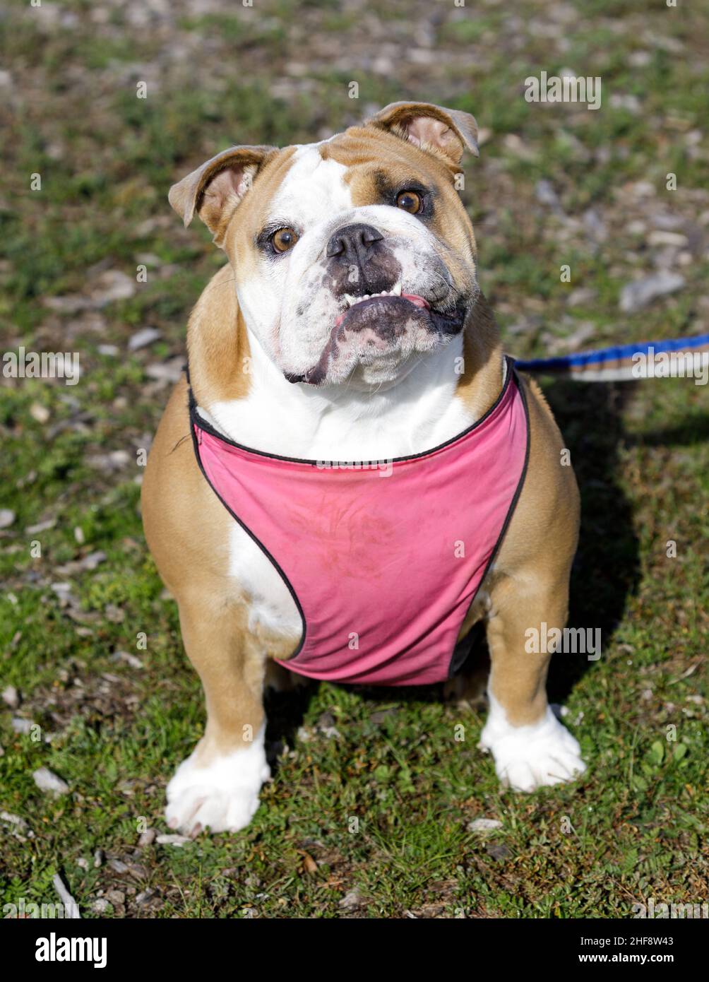 2-Year-Old Fawn Female English Bulldog Puppy Sitting and Looking at Camera. Dog park in Northern California. Stock Photo