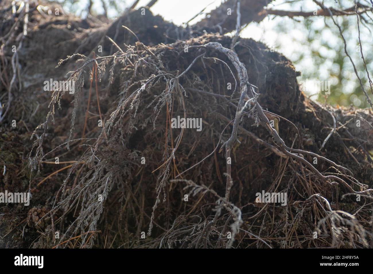 Roots of fallen tree on forest floor Stock Photo - Alamy