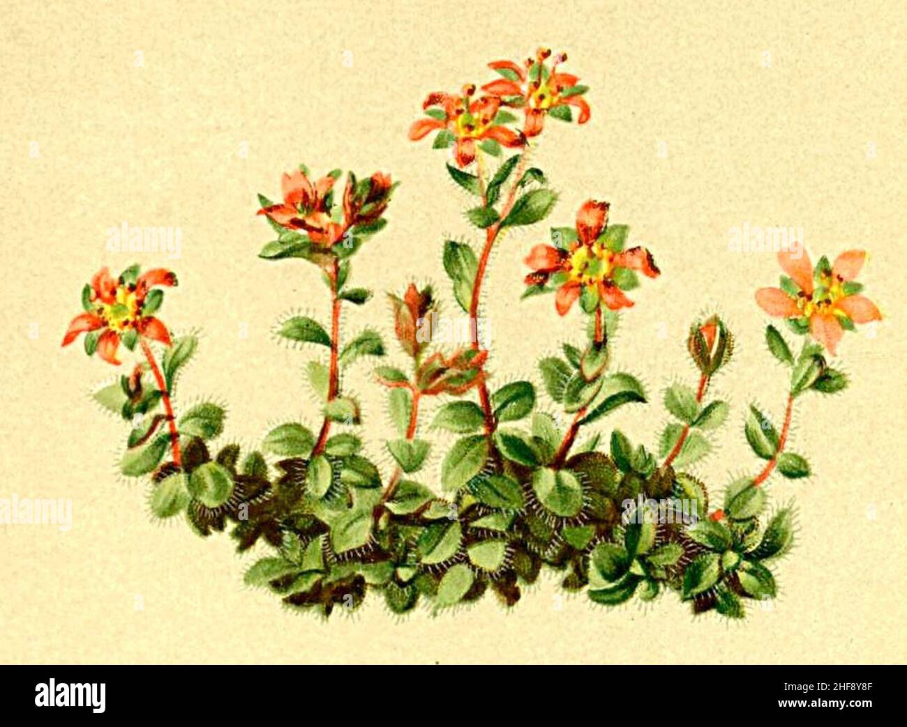 Saxifraga biflora Atlas Alpenflora. Stock Photo