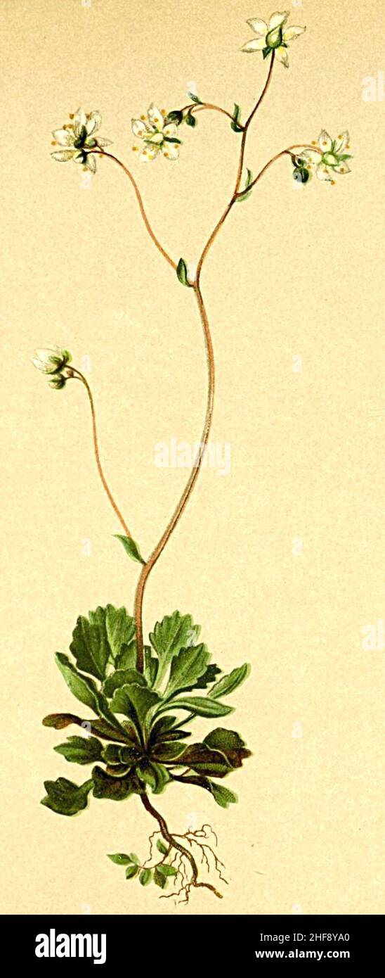 Saxifraga cuneifolia Atlas Alpenflora. Stock Photo