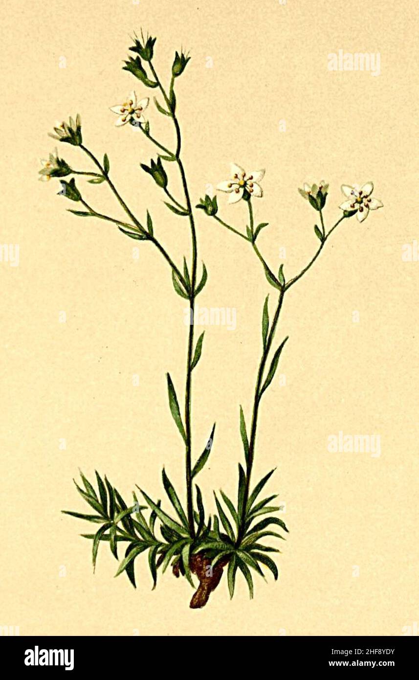 Saxifraga tenella Atlas Alpenflora. Stock Photo