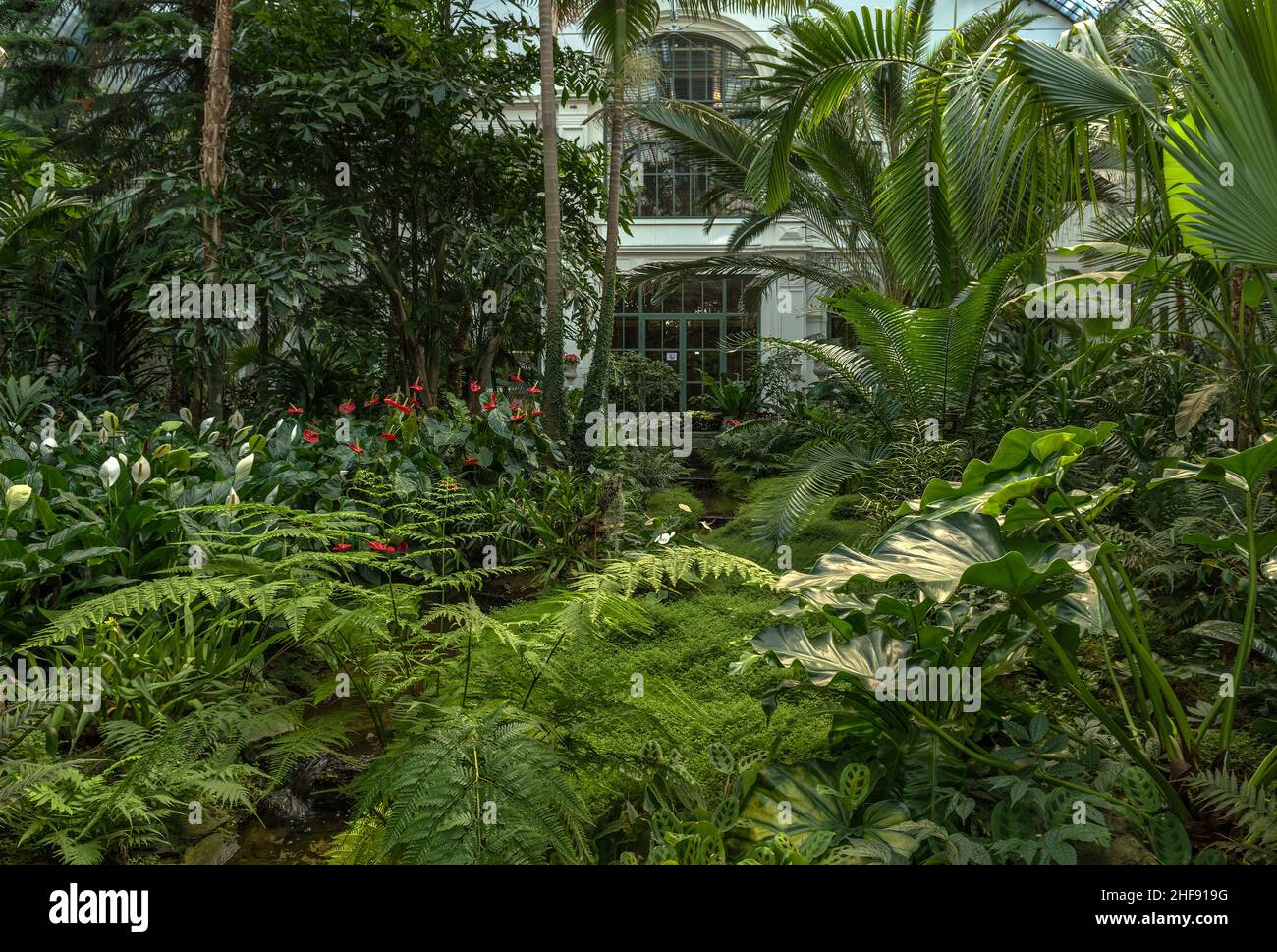 Exotic plants in the historic Palmenhaus, Palmengarten in Frankfurt am Main Stock Photo