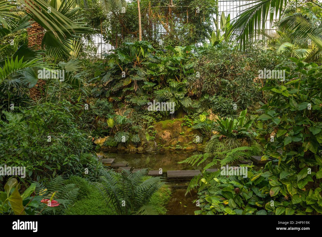 Exotic plants in the historic Palmenhaus, Palmengarten in Frankfurt am Main Stock Photo