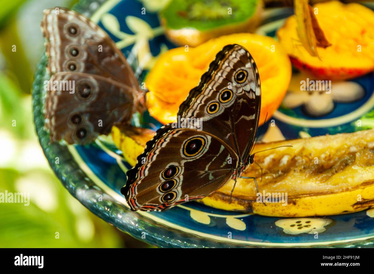 Key West, Blue Morpho Butterfly - Morpho peleides Stock Photo - Alamy