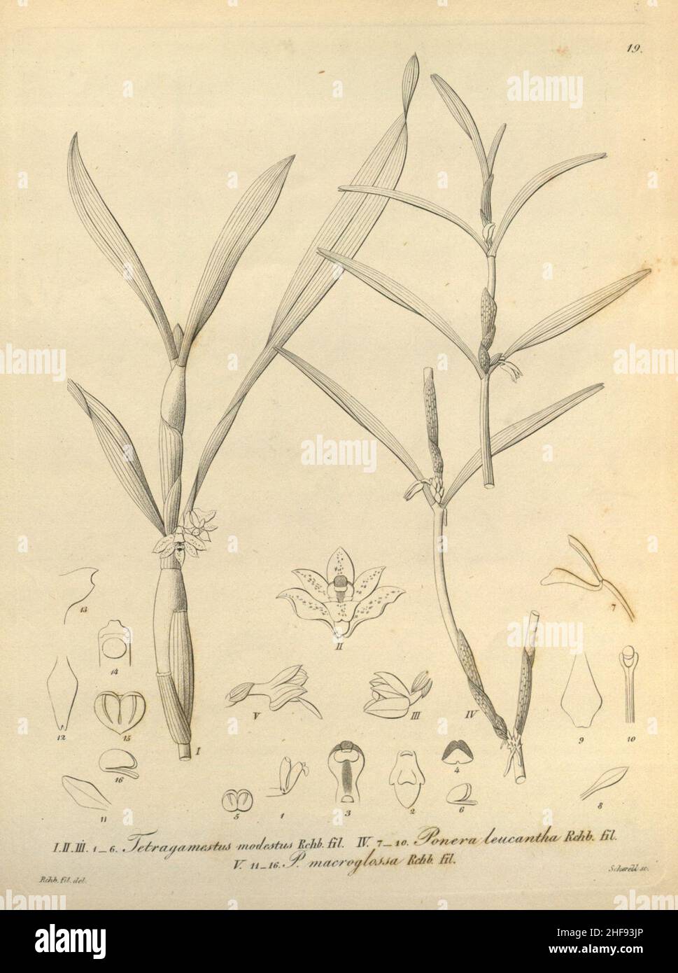 Scaphyglottis modesta (=Tetragamestus modestus) - Xenia v. 1 (1858) tab. 19. Stock Photo