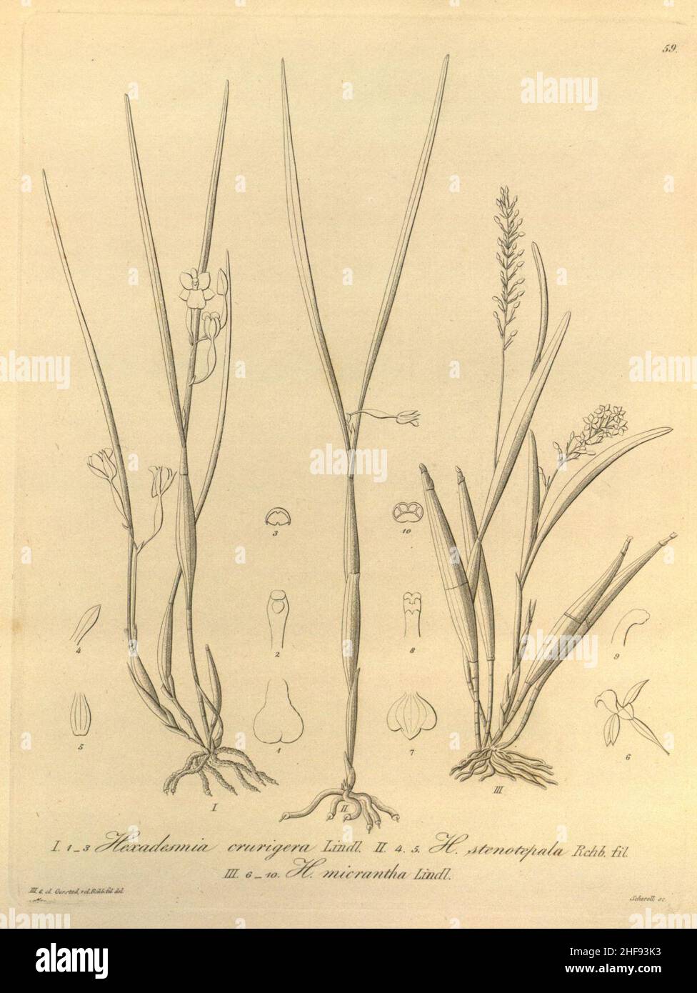 Scaphyglottis crurigera (as Hexadesmia crurigera)-Scaphyglottis behrii (as Hexadesmia stenopetala)-Scaphyglottis micrantha (as Hexadesmia micrantha)-Xenia 1-59 (1858). Stock Photo