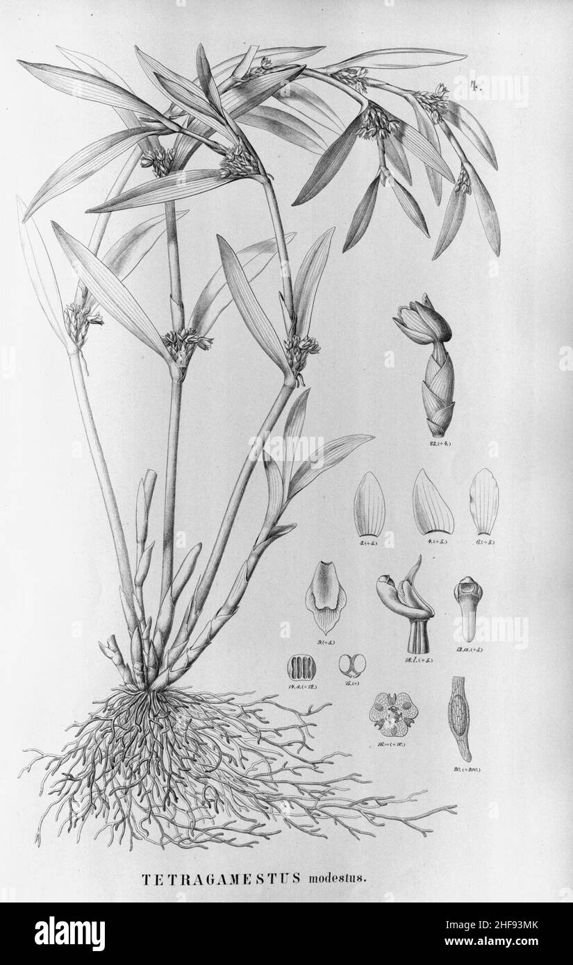 Scaphyglottis (Tetragamestus ) modesta - Fl. Br. 3-5-4. Stock Photo