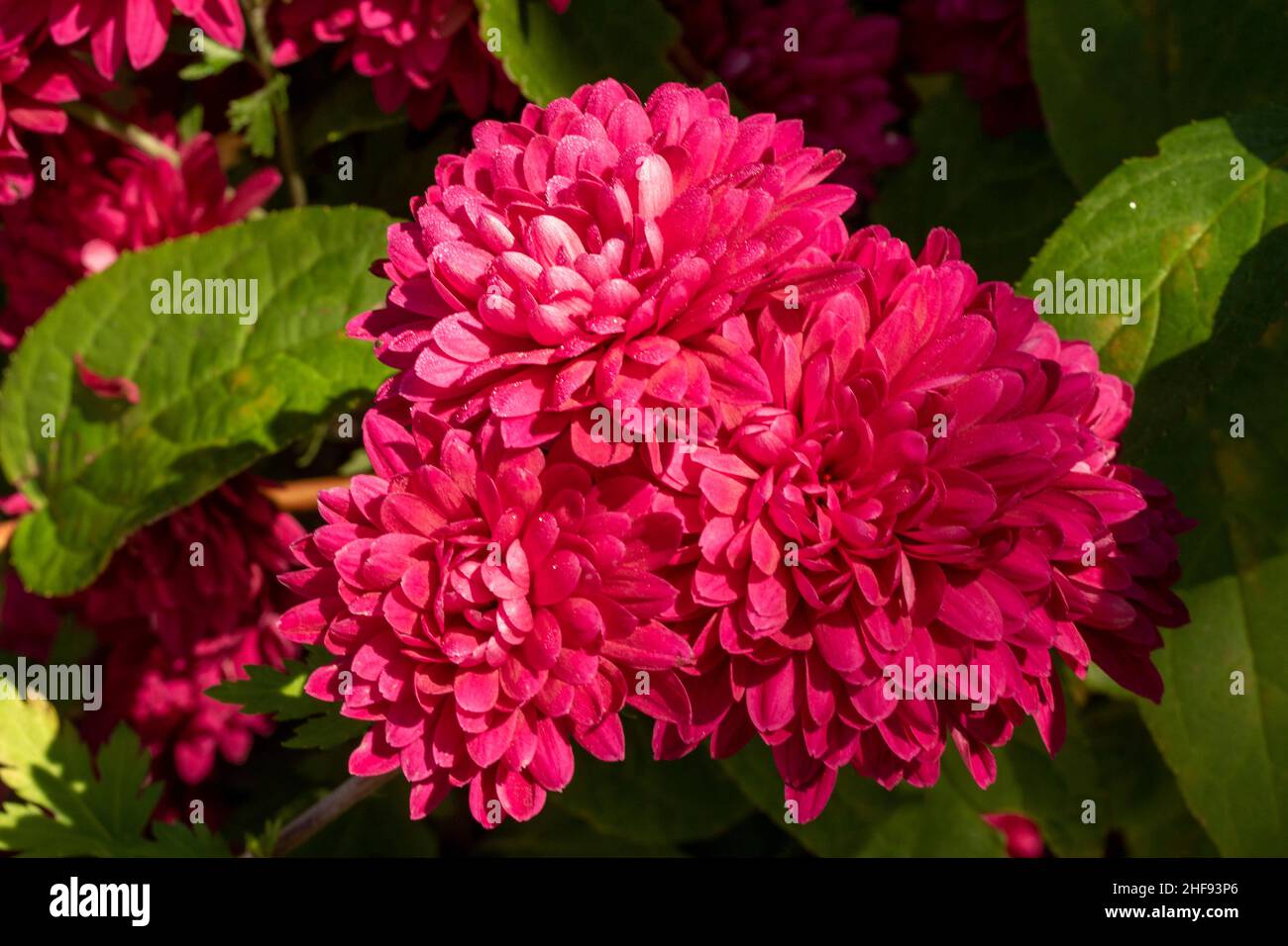 Blooming Chrysanthemums, natural close-up flower portraits Stock Photo