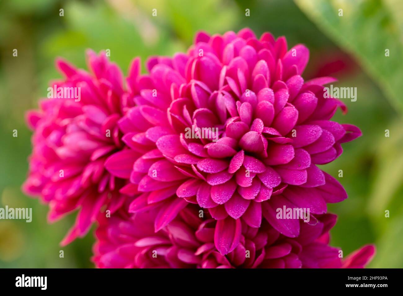 Blooming Chrysanthemums, natural close-up flower portraits Stock Photo