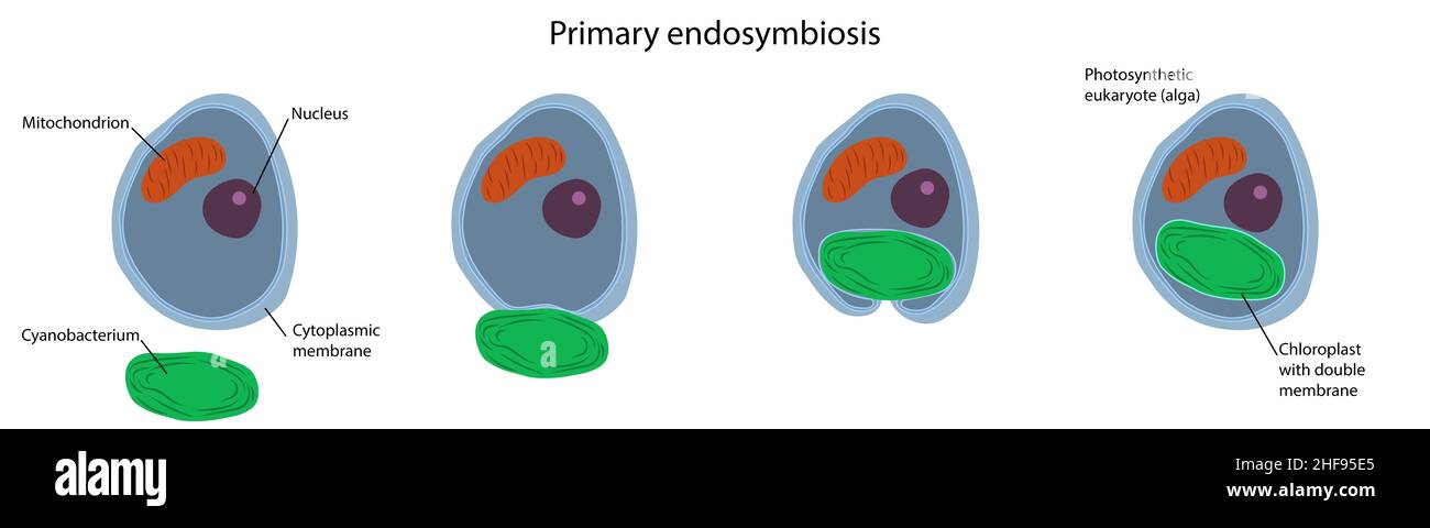 Primary endosymbiosis, illustration Stock Photo