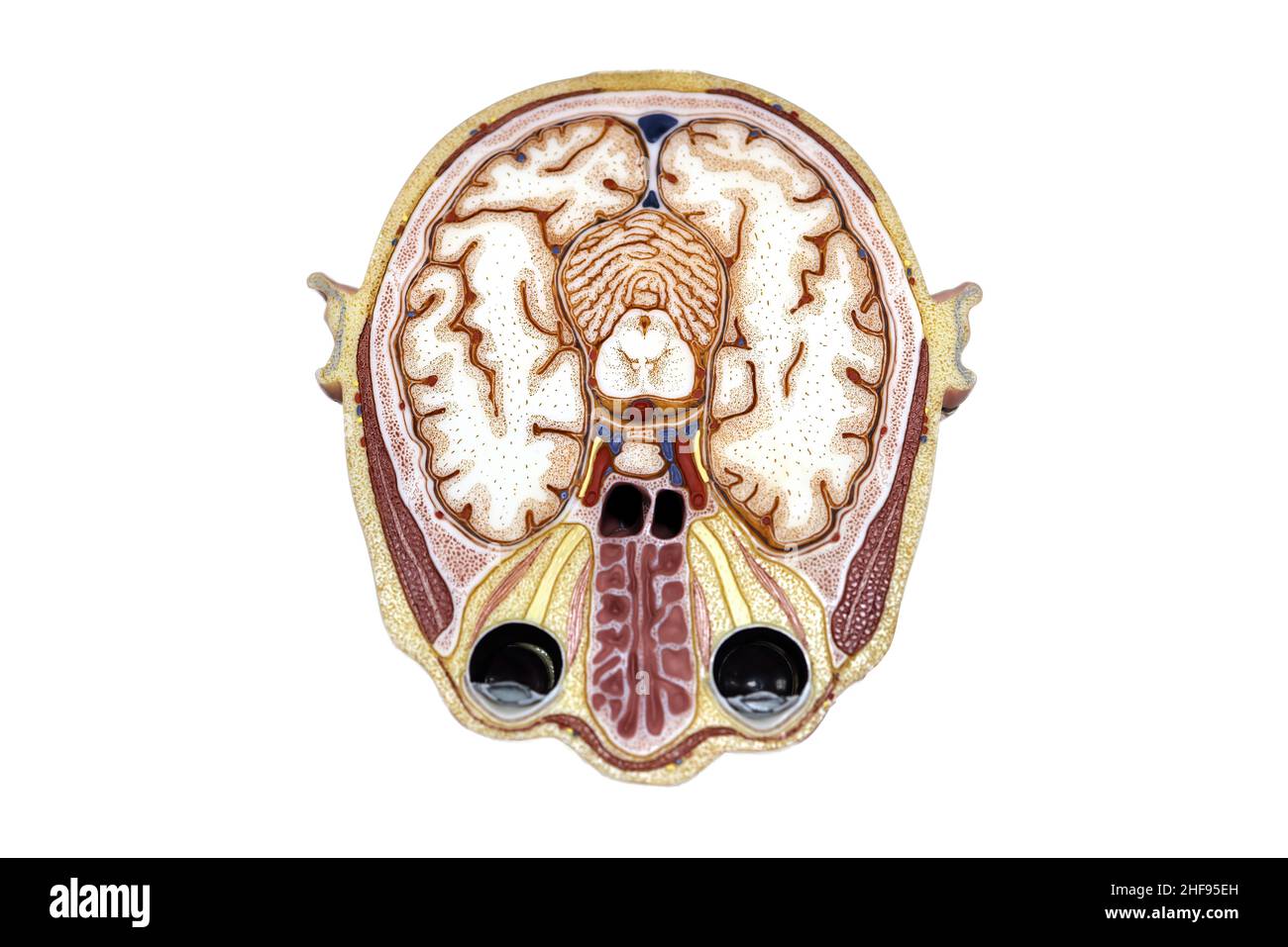 Cross section of a brain, illustration Stock Photo