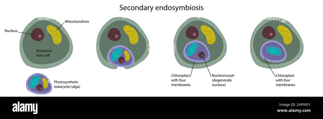 Secondary endosymbiosis, illustration Stock Photo