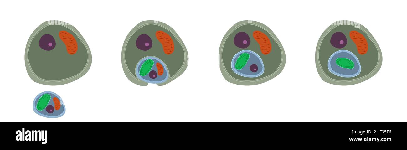 Secondary endosymbiosis, illustration Stock Photo