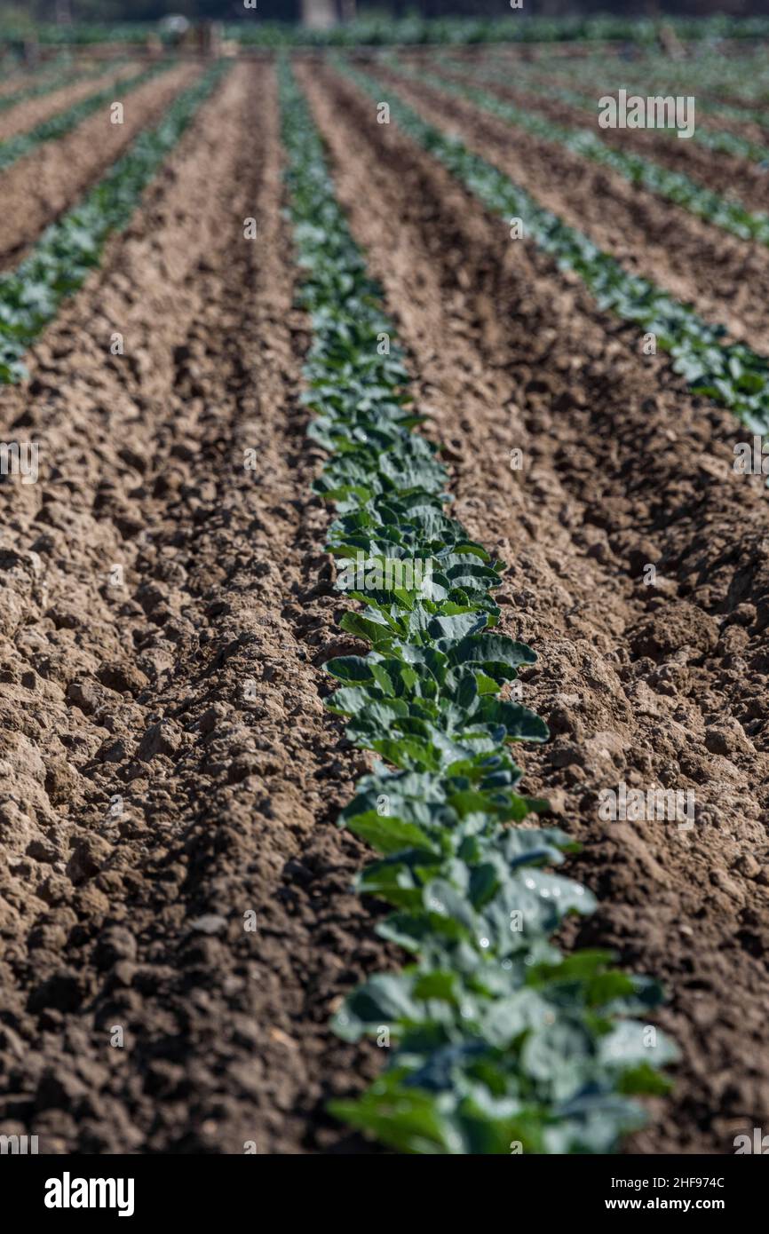 Rows of soybeans and other vegetables are sown in neat rows with fresh dirt and clean lines near Lompoc, California Stock Photo