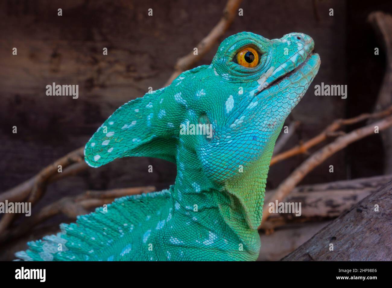 Jamaican turquoise anole hi-res stock photography and images - Alamy