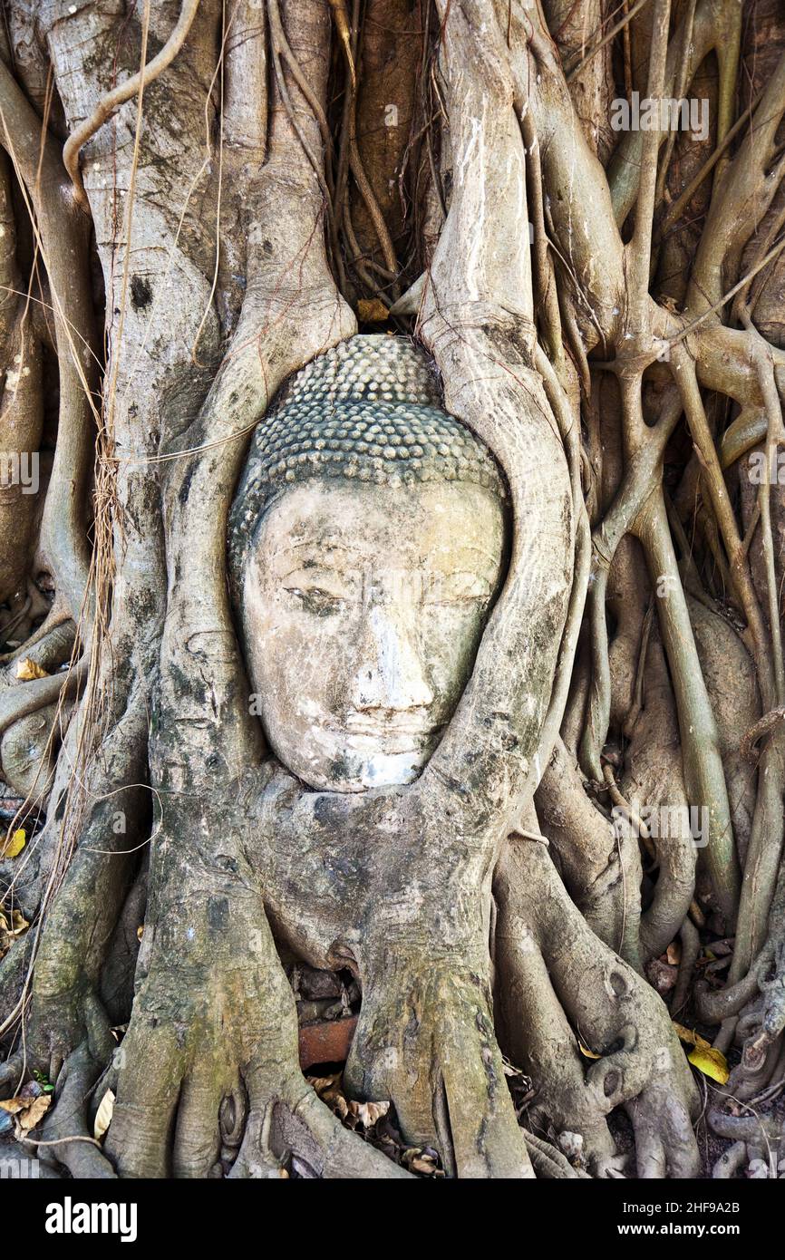 buddhas head in Mahathat temple in Ajutthaya is covered by roots of a ...